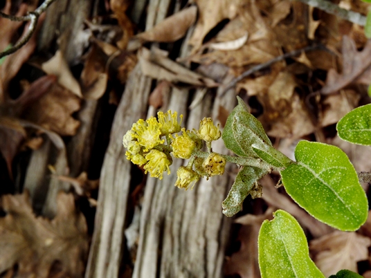 {Croton alabamensis}